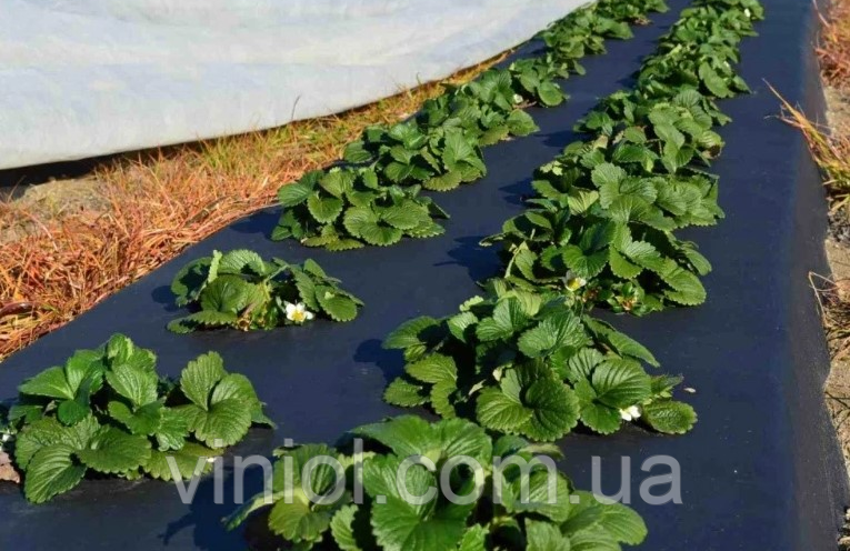 Агроволокно GROWTEX 50 г/м.кв. чорне 1,07*50 м ФО-0000938 фото